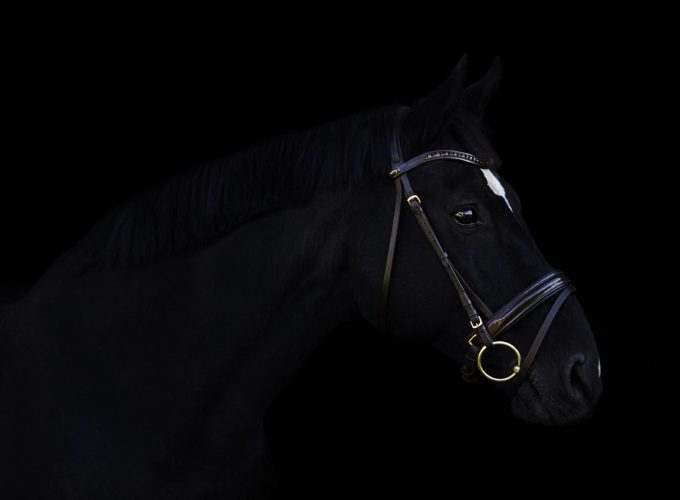 Wallpaper horse, cute animals, black, 4k, Animals 4637118671